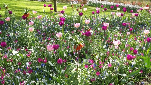 2014-04-17 Holland Tulips 67.jpg